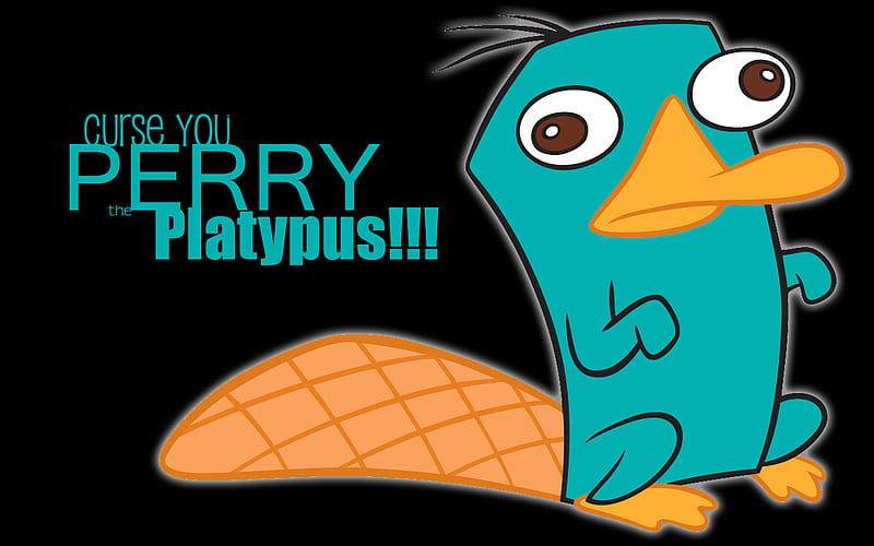 Perry !!!, ornitorrinco, el, perry, perry el ornitorrinco, Fondo de pantalla  HD | Peakpx