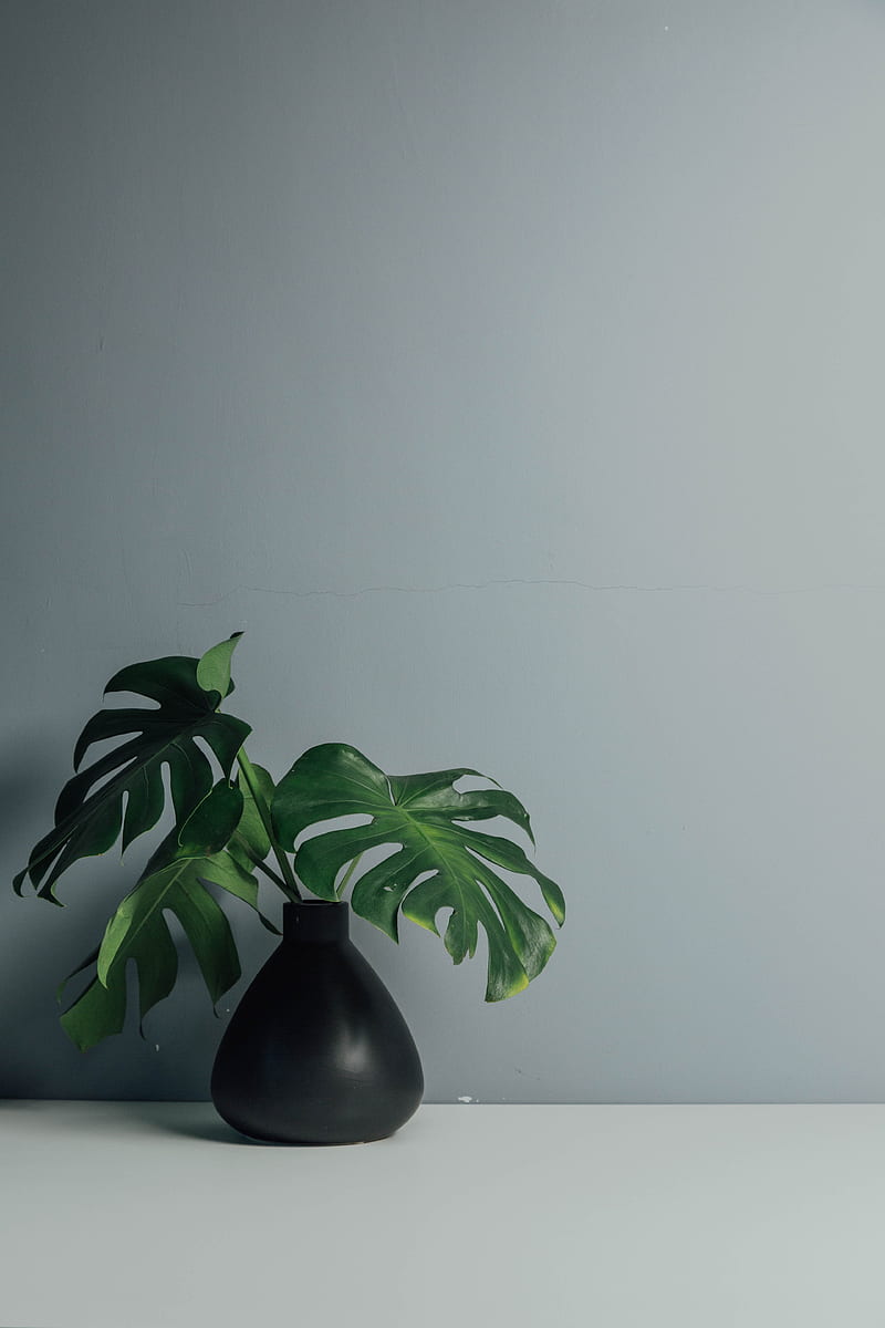 leaves, vase, wall, HD phone wallpaper