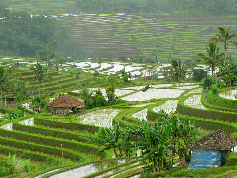 Bali Rice Fields, nature, paradise, bliss, landscape, HD wallpaper