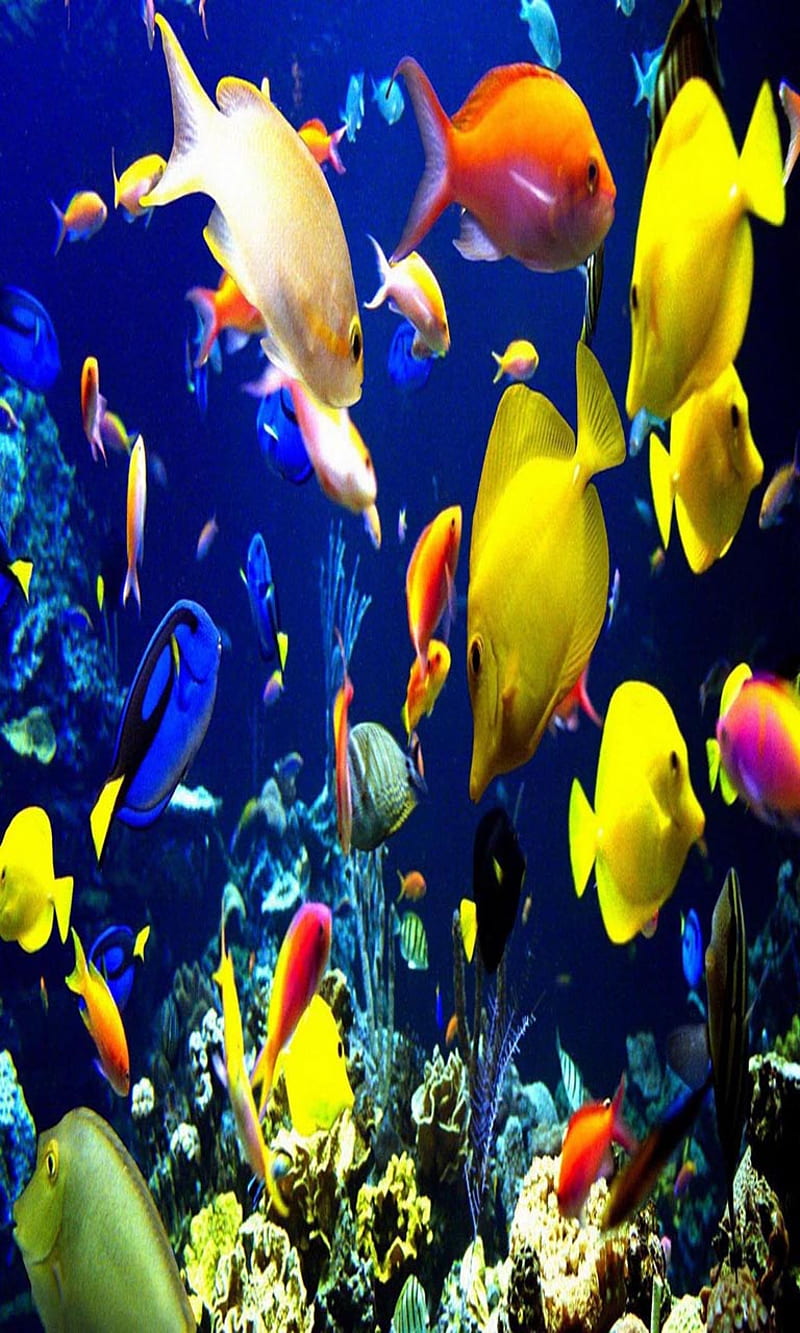 Fishes underwater, bonito, cute, look, nice, HD phone wallpaper | Peakpx