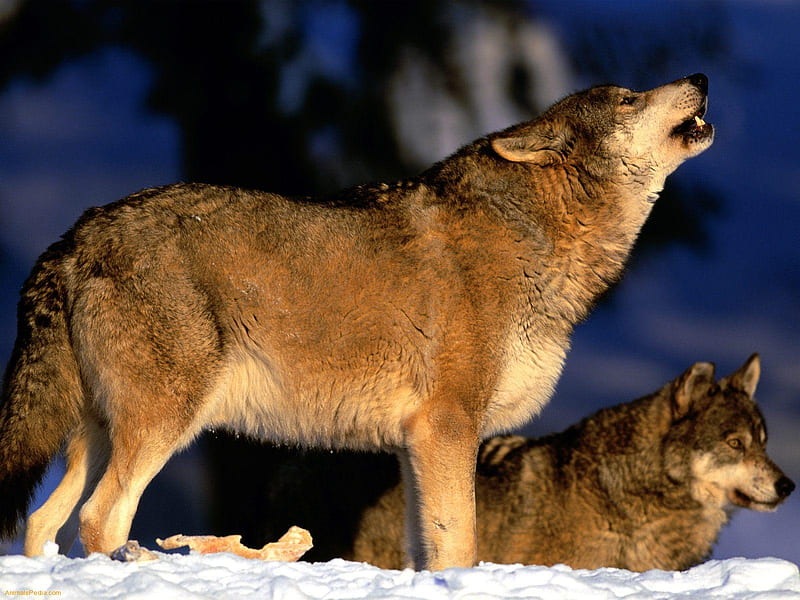 two wolves howling, nocturnal, carnivorous, k nine, dog family, pack, HD wallpaper