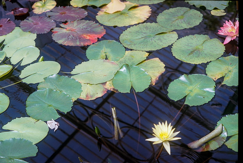 green and yellow lotus flower, HD wallpaper