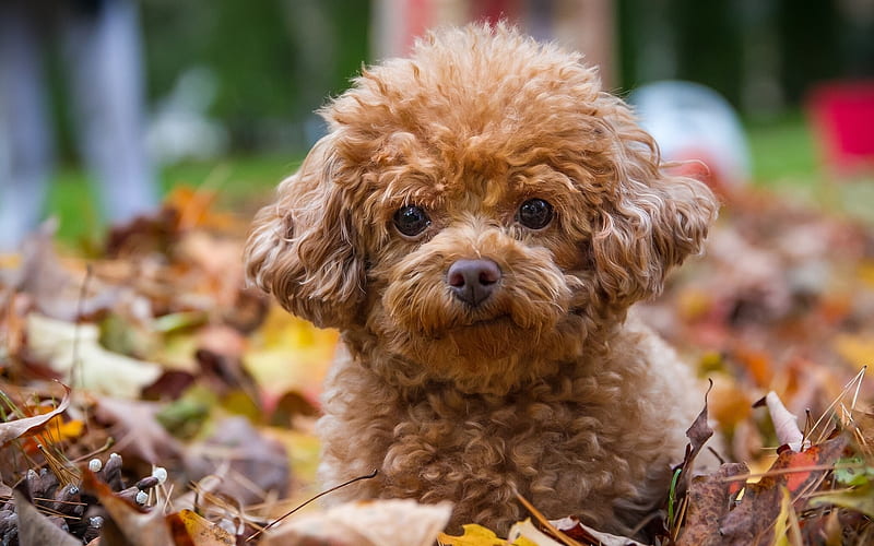 Poodle, puppy, autumn, curly dog, brown poodle, pets, dogs, lawn, Poodle Dog, HD wallpaper