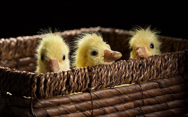 Ducklings, pasare, golden, yellow, easter, spring, cute, bird, trio, basket, duckling, HD wallpaper