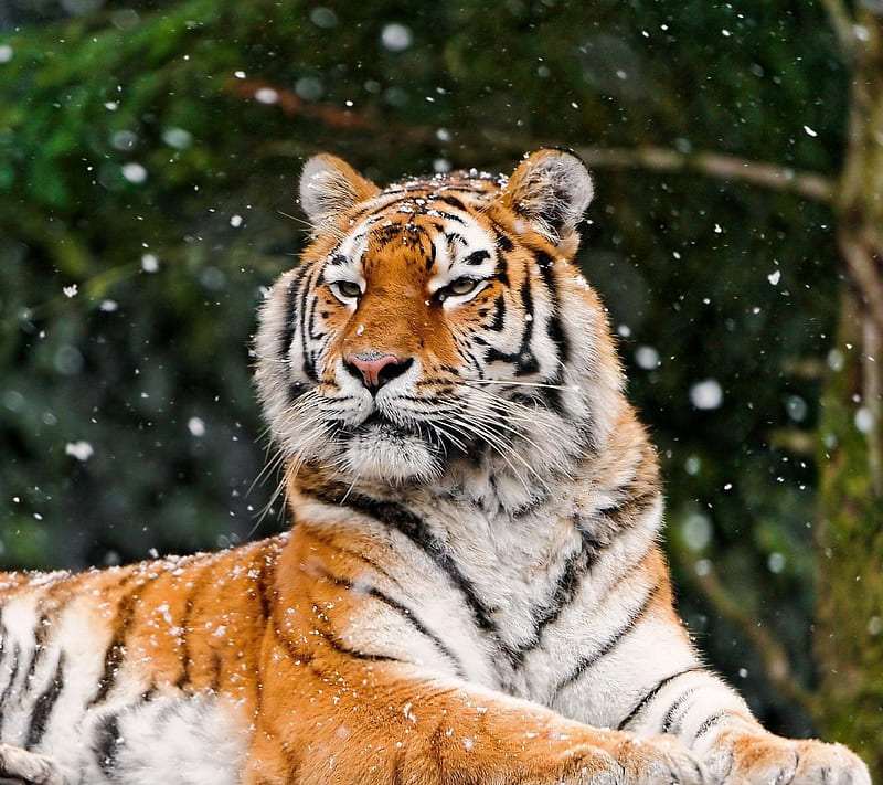 Snow Tiger, animal, cat, cold, colorful, hunter, nature, predator, season, vivid, HD wallpaper