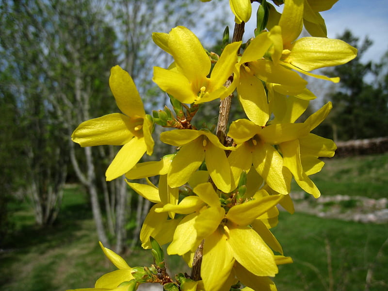 Forsythia, flowers, yellow, garden, spring, trees, sky, HD wallpaper
