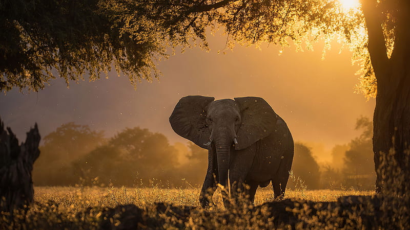 Elephant Forest Sunbeams Morning Animals, HD wallpaper