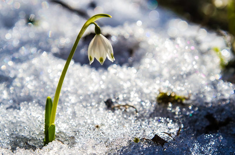 Breaching The Snow Snowdrop Flowers Breaching Snow Hd Wallpaper Peakpx 4429