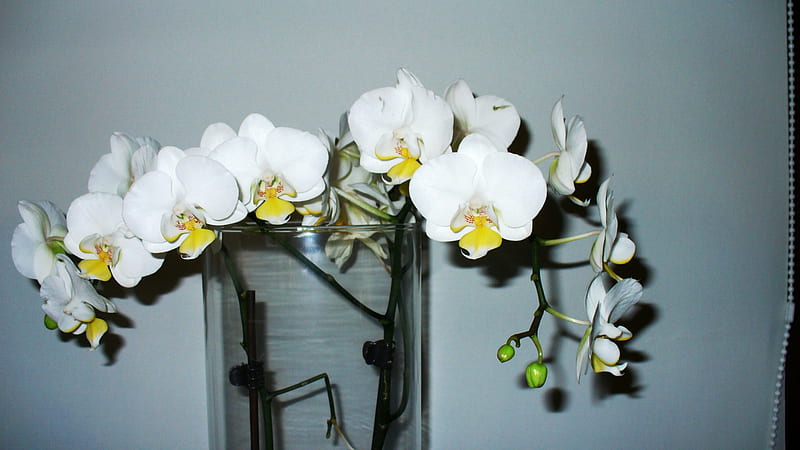 Flowers (Phalaenopsis) for my dear Flowerfriend Rosa (rosarina), friend ...
