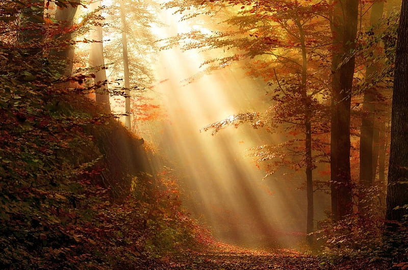 Sun Rays in the Forest, Forest, Autumn, Nature, Sun, HD wallpaper