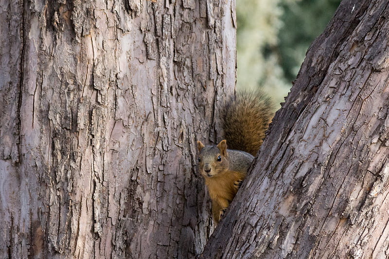 squirrel, tree, animal, peeking, HD wallpaper