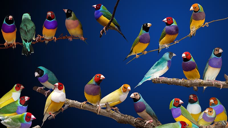 Birds, Animal, Gouldian Finches, Gouldian Finch, HD wallpaper