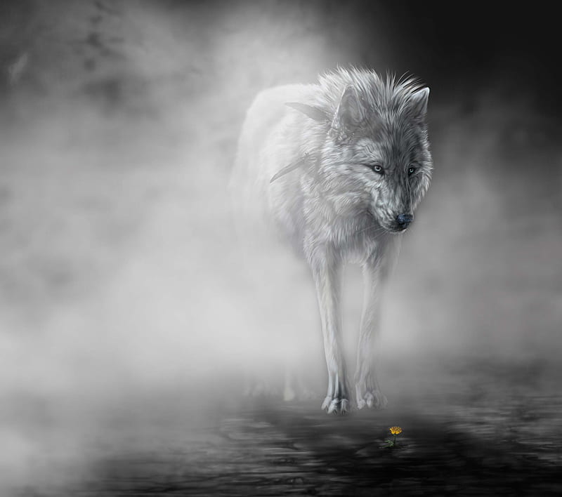 HD lone wolf wallpapers | Peakpx