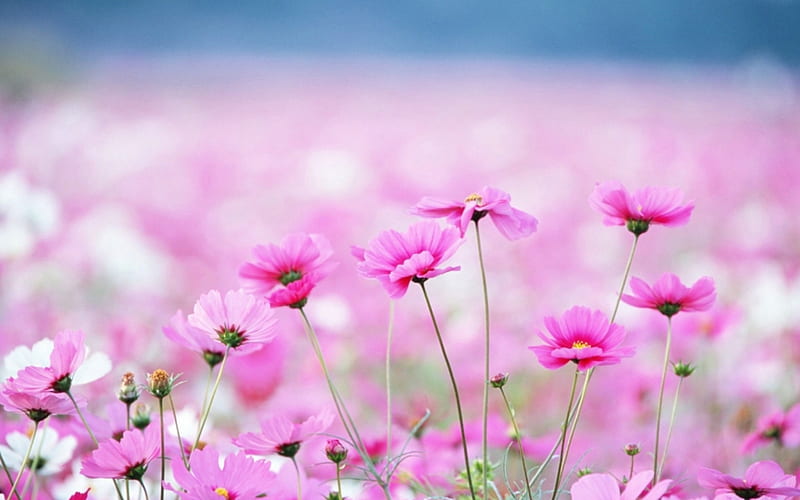 Pinky, green, flowers, stems, petals, pink, field, HD wallpaper