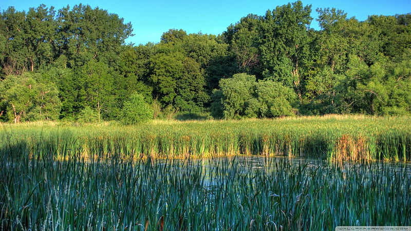 wetlands in a minnesota refuge, reeds, trees, grass, wetland, HD wallpaper