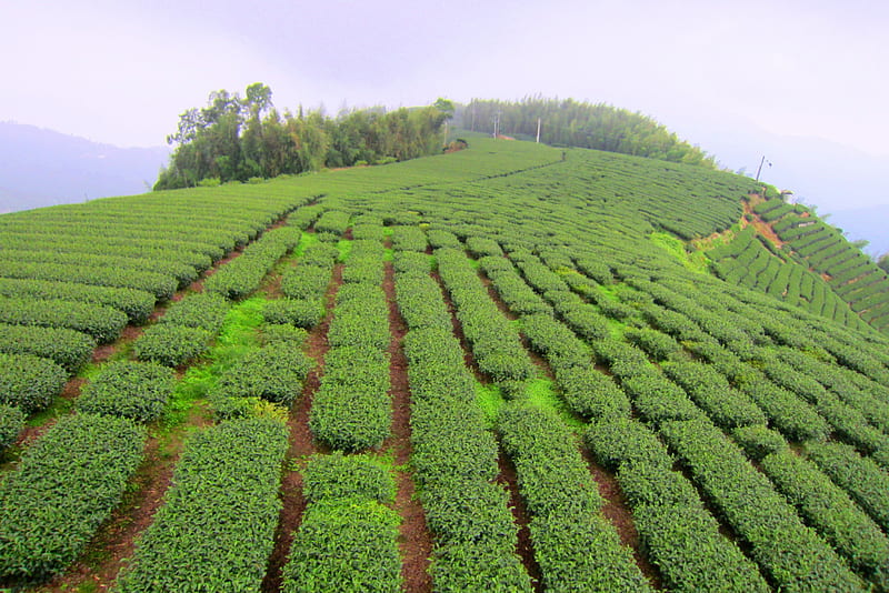 Tea plantations, mountain, fields, tour, HD wallpaper