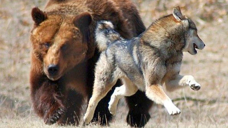 Bear Chasing Wolf, white wolf, predator, black bear, cub, grey wolf, wildlife, nature, pup, grizzly bear, pack, animals, habitat, HD wallpaper