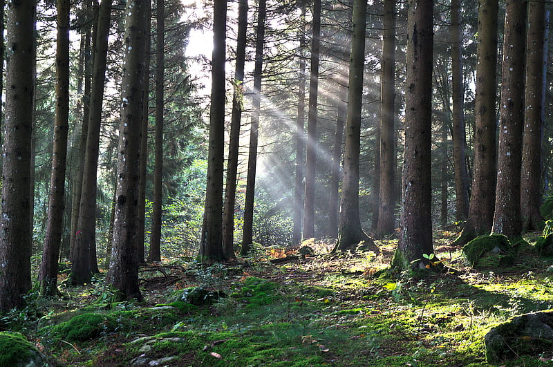forest, the rays of the sun, trees, foliage, grass, HD wallpaper