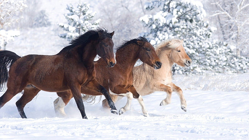 winter, horse, amazing, cute, animal, snow, three, HD wallpaper