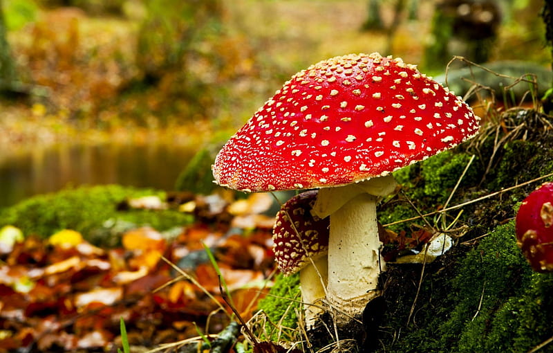 Fly Mushrooms, fall, autumn, seasonal, leaves, colors, HD wallpaper