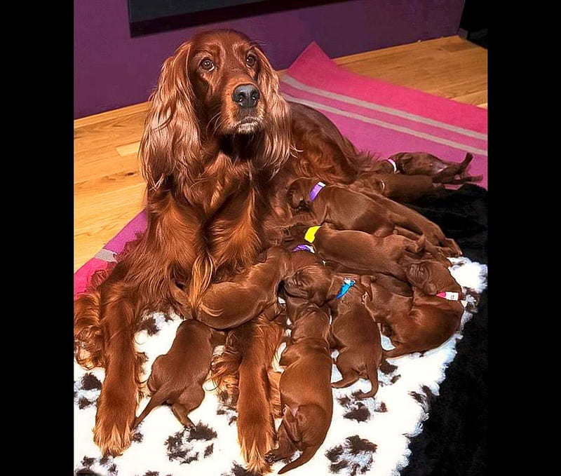 MOTHERHOOD, puppies, love, litter, irish setter, mother, dog, many, HD wallpaper