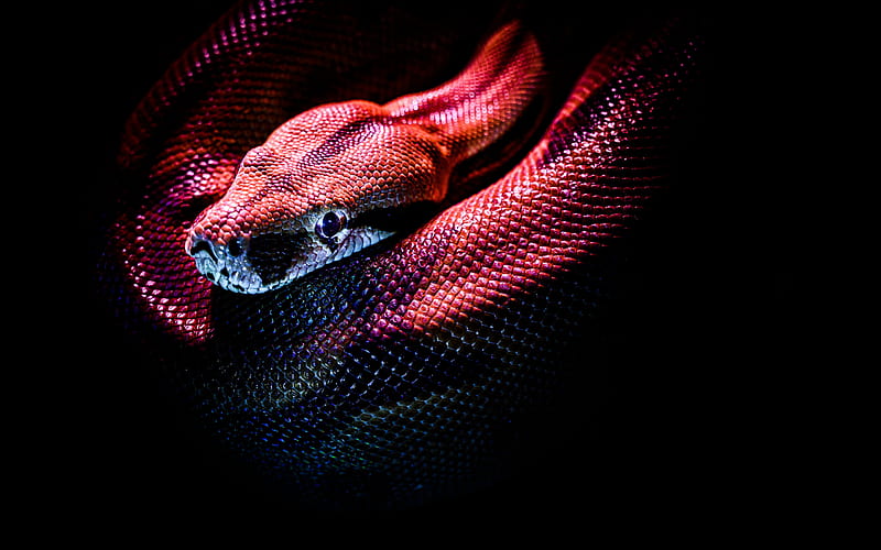 red snake, reptile, red scales, snake, Black background, HD wallpaper