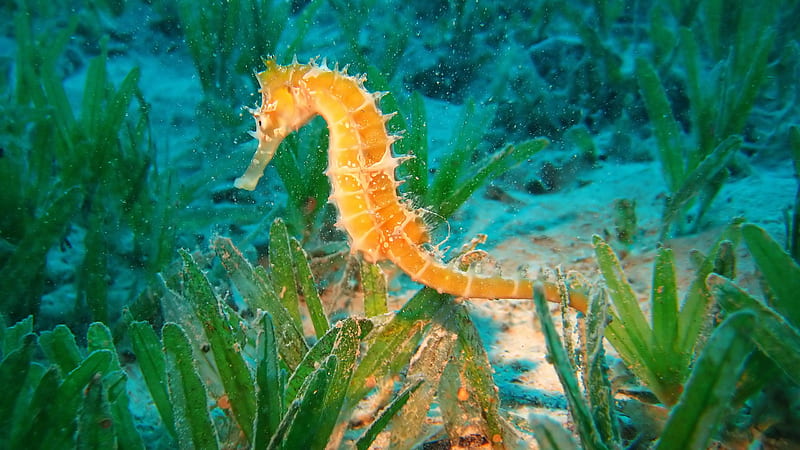 Yellow Seahorse Under Sea Near Seaweeds Animals, HD wallpaper