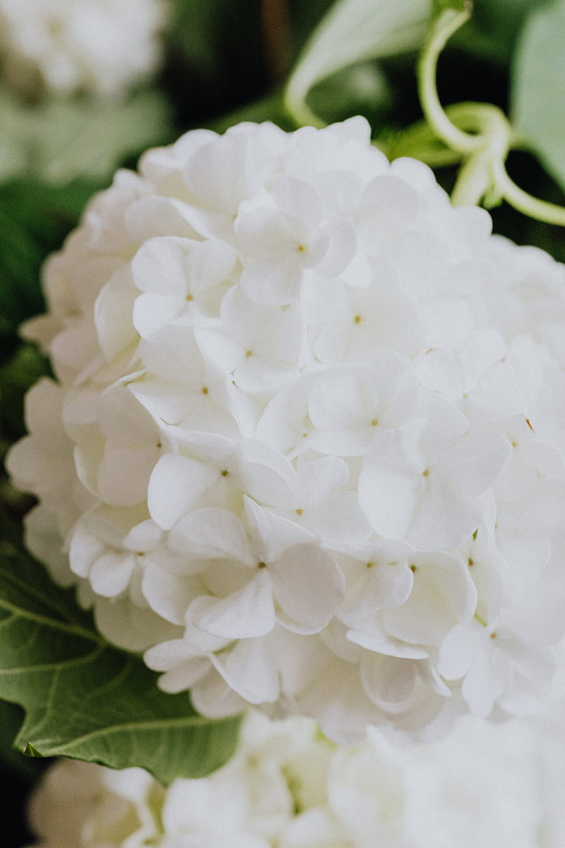 White Flower in Macro Lens, HD phone wallpaper