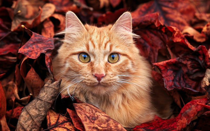 Cat, red, autumn, ginger, animal, leaf, pisica, HD wallpaper