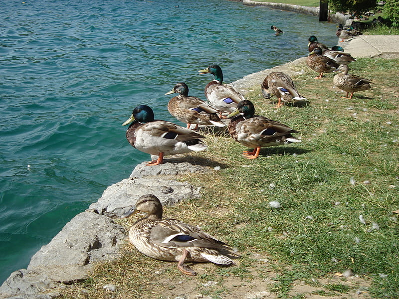 ducks on lake bled, ducks, gallery, lake bled, animals, HD wallpaper