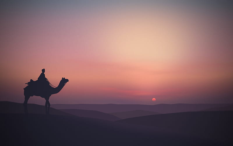 Camel Desert Minimalist, camel, desert, minimalism, minimalist, artist, artwork, digital-art, dribbble, HD wallpaper
