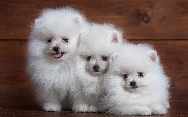 white fluffy spitz, three small dogs, white puppies, Pomeranian, cute fluffy dogs, pets, dogs, HD wallpaper