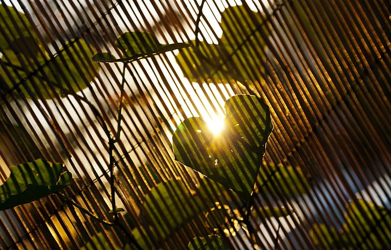 Heart Shape Leave, leaves, nature, heart, sunlight, HD wallpaper