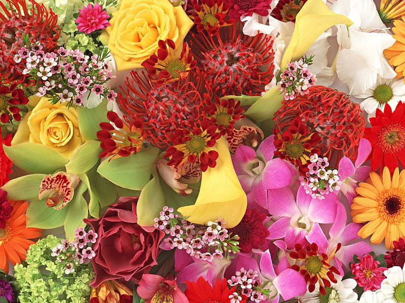 Beautiful Flowers, flower, flowers, nature, bonito, HD wallpaper | Peakpx