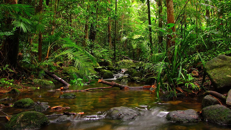 Green Trees Stones Algae Rocks Grass Water Stream River Nature, HD wallpaper