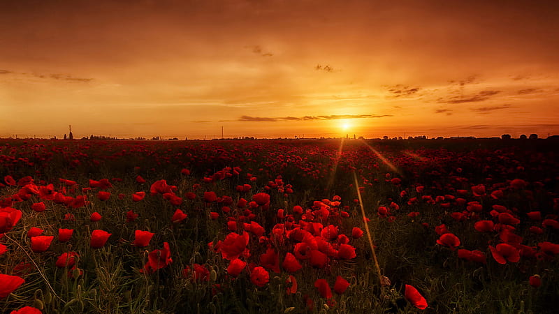 Flowers, Poppy, Summer, Red Flower, Nature, Sunrise, Hd Wallpaper 