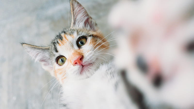 Selfie, cute, paw, mariana montes de oca, pisici, cat, kitten, animal, HD wallpaper