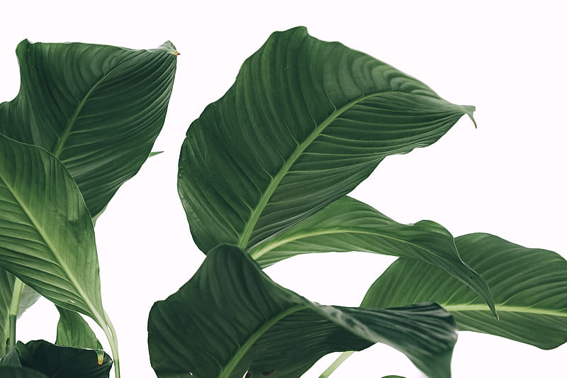 peace lily leaves, HD wallpaper
