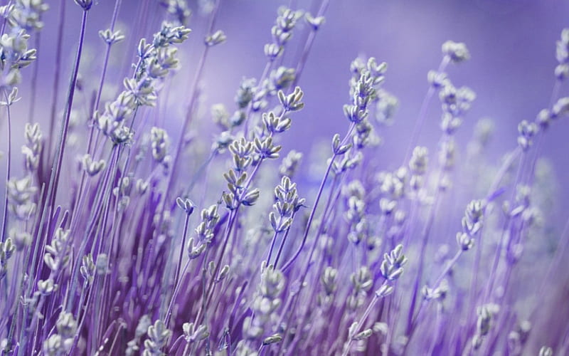 Lavender, flowers, petals, nature, HD wallpaper | Peakpx
