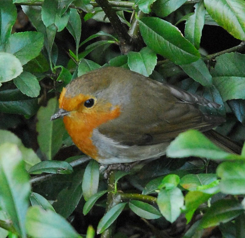Robin redbreast, tree, leaves, robin, bird, HD wallpaper