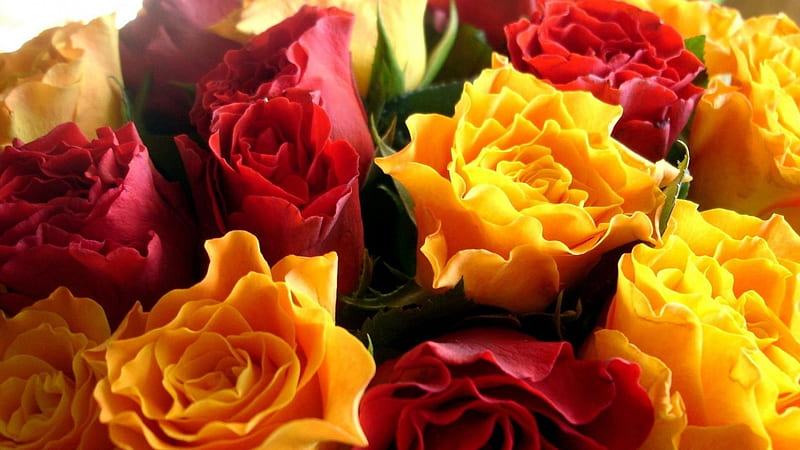 Red and Yellow Roses, red, macro, flowers, yellow, nature, petals