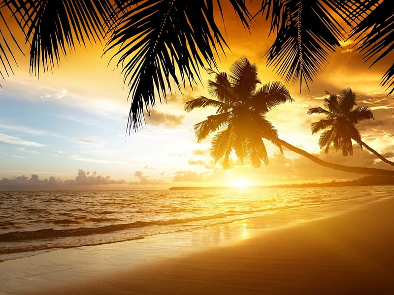 Tropical Beach, ocean, palm, sunset, trees, sea, beach, sand, paradise ...