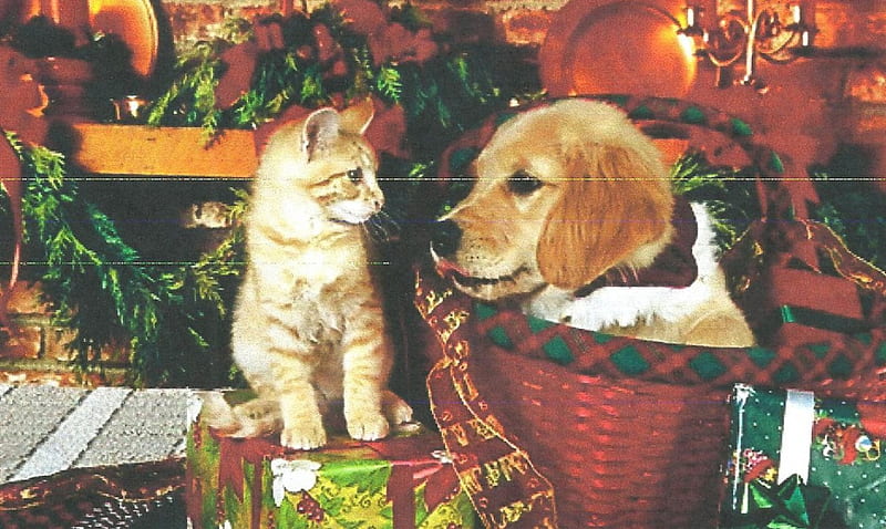 A puppy and kitten at christmastime, christmas, box, gift, kitten ...