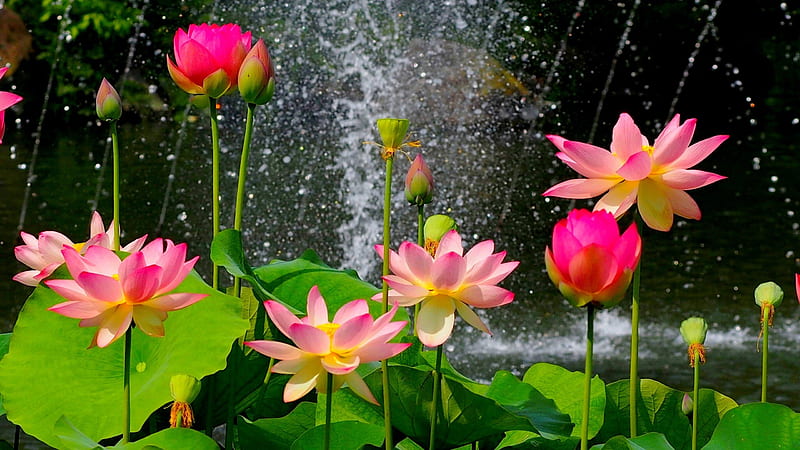 Pink Water Lilly With Green Leaves In Waterfall Background Spring, HD wallpaper