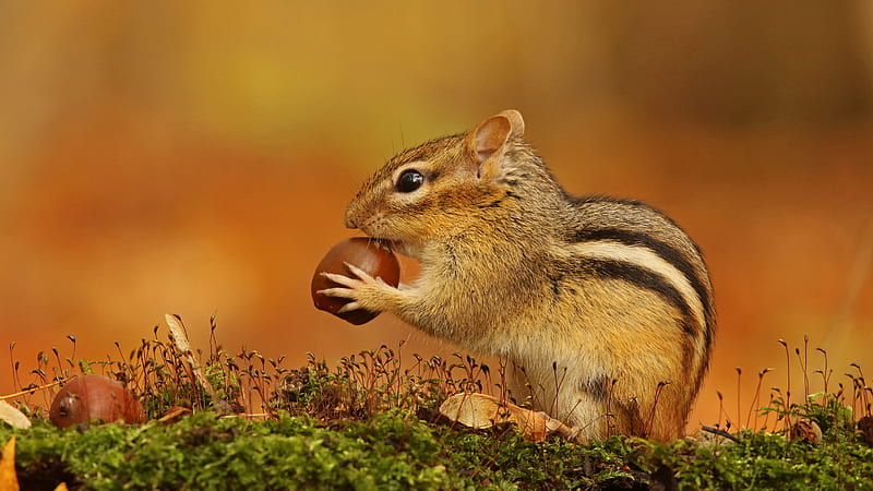 Eastern Chipmunk Squirrel With Black Eyes Squirrel, HD wallpaper