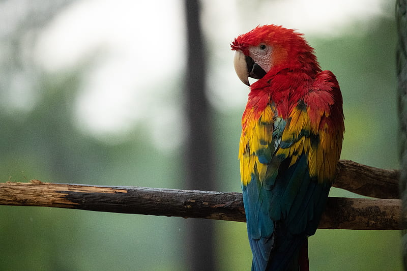 Red Blue And Yellow Macaw Bird , parrot, macaw, birds, HD wallpaper