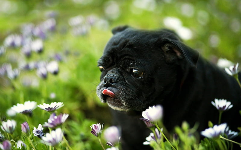 Pug Dog, bokeh, dogs, black pug, flowers, cute animals, pets, Pug, HD wallpaper