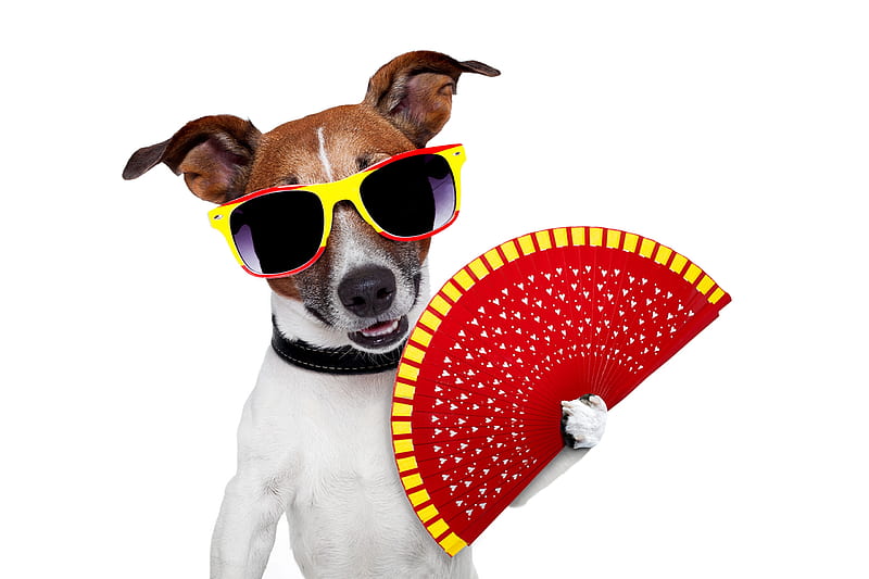 :), red, paw, caine, yellow, animal, sunglasses, jack russell terrier, summer, funny, fan, white, dog, HD wallpaper
