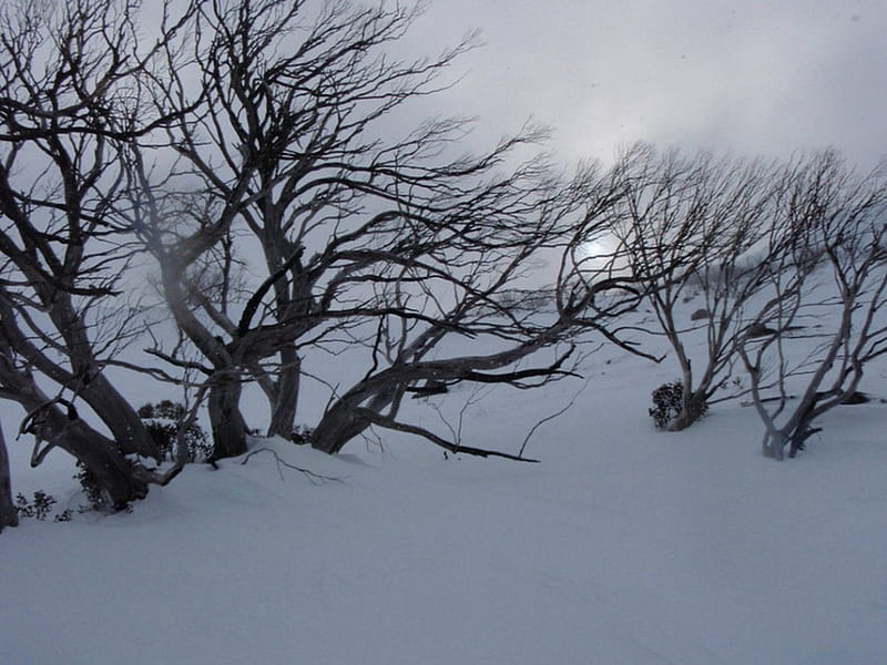PERISHER SNOW FIELD, AUSTRALIA, trees, snow, winter, cold, HD wallpaper