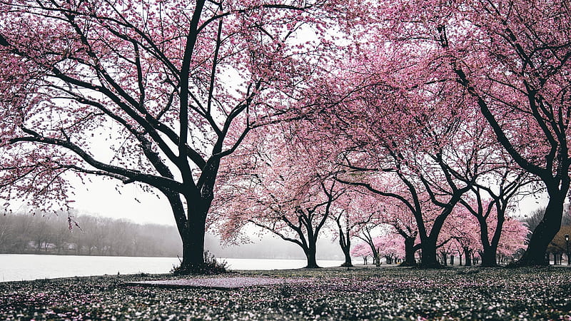 :-), tree, banter snaps, punk, sakura, black, flower, HD wallpaper
